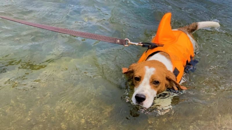 川遊びする犬