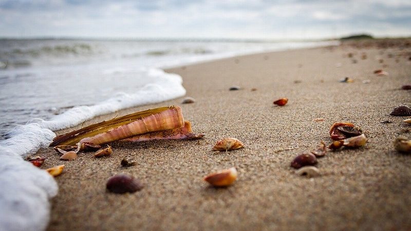 砂浜の貝